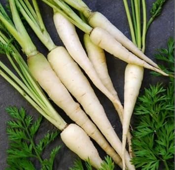 White Carrot Seeds for Planting - 100 pcs
